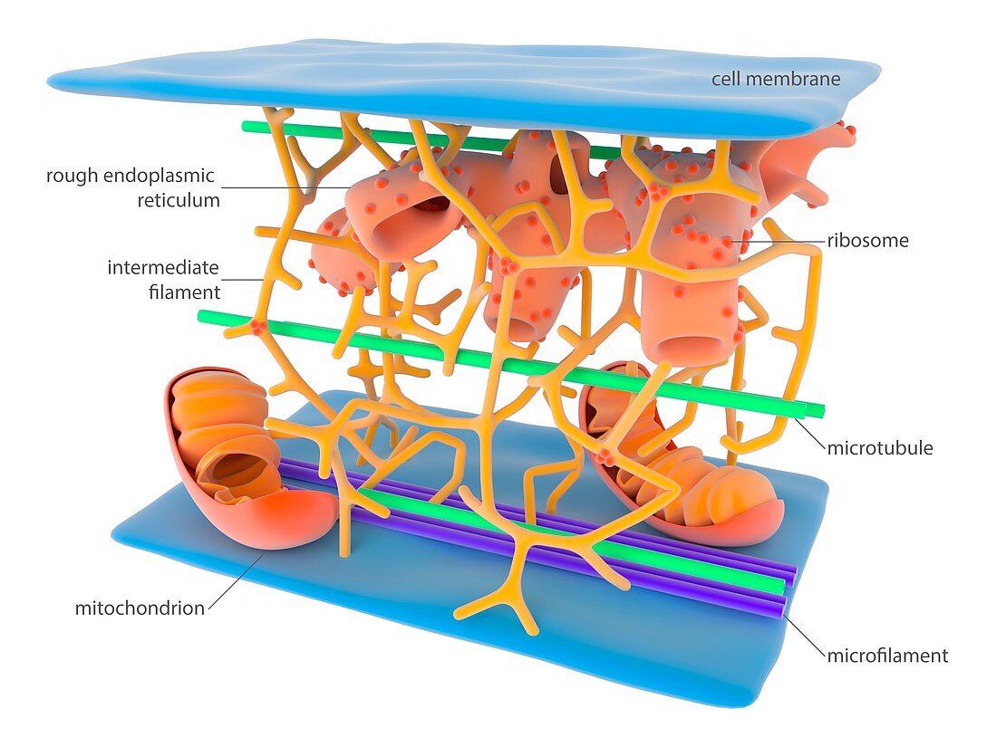 Cytoskeleton,illustration