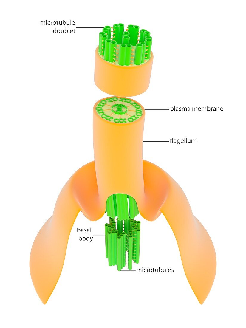 Eukaryotic flagellum,illustration