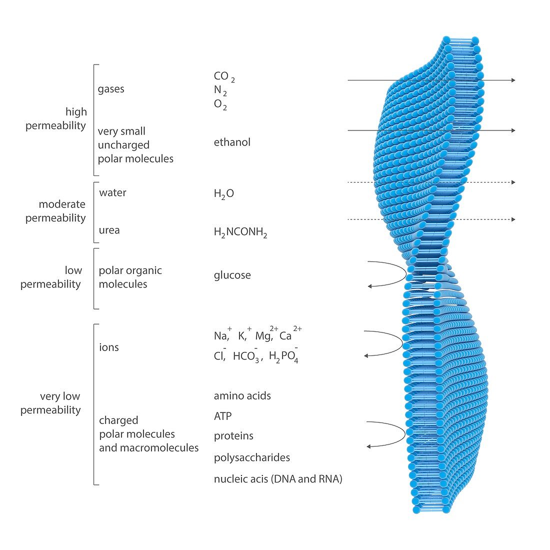 Membrane permeability,illustration