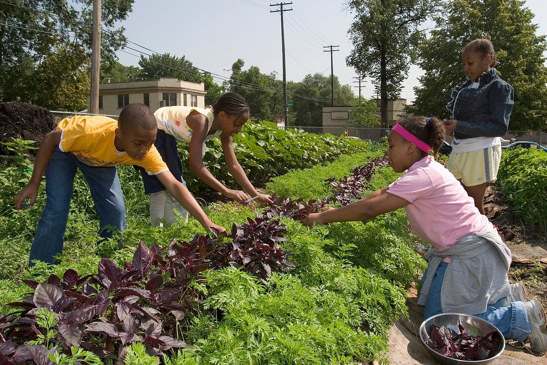 Children working in an organic garden