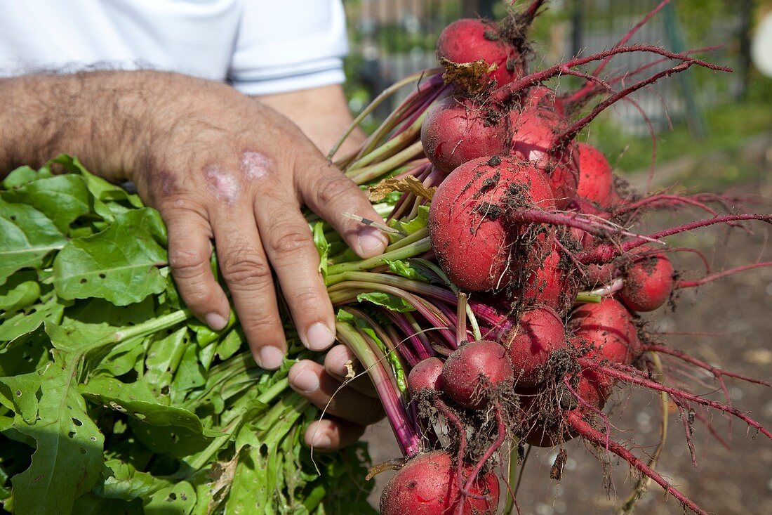 Radishes harvested from a garden