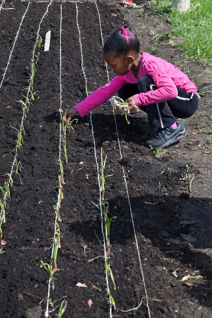 Child planting onions