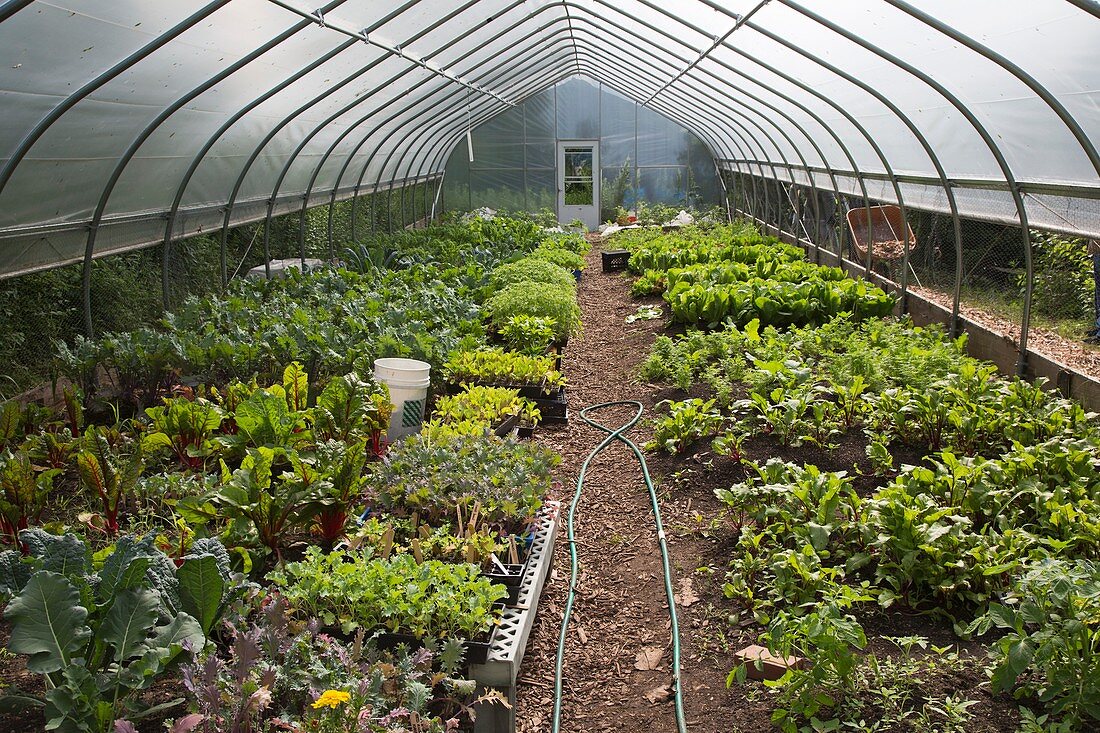 Vegetables in a polytunnel