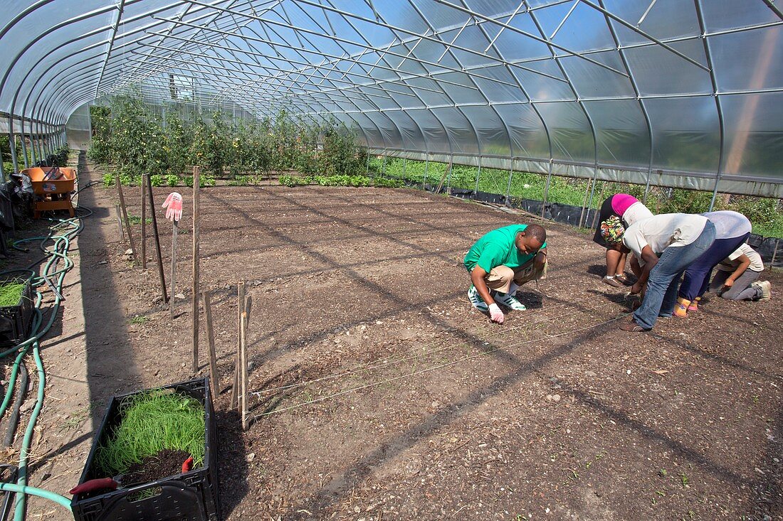 Agriculture students planting onions