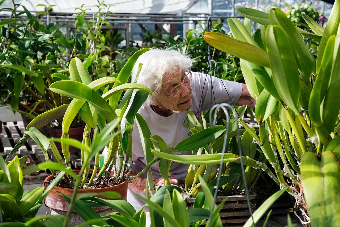 Elderly woman examining plants