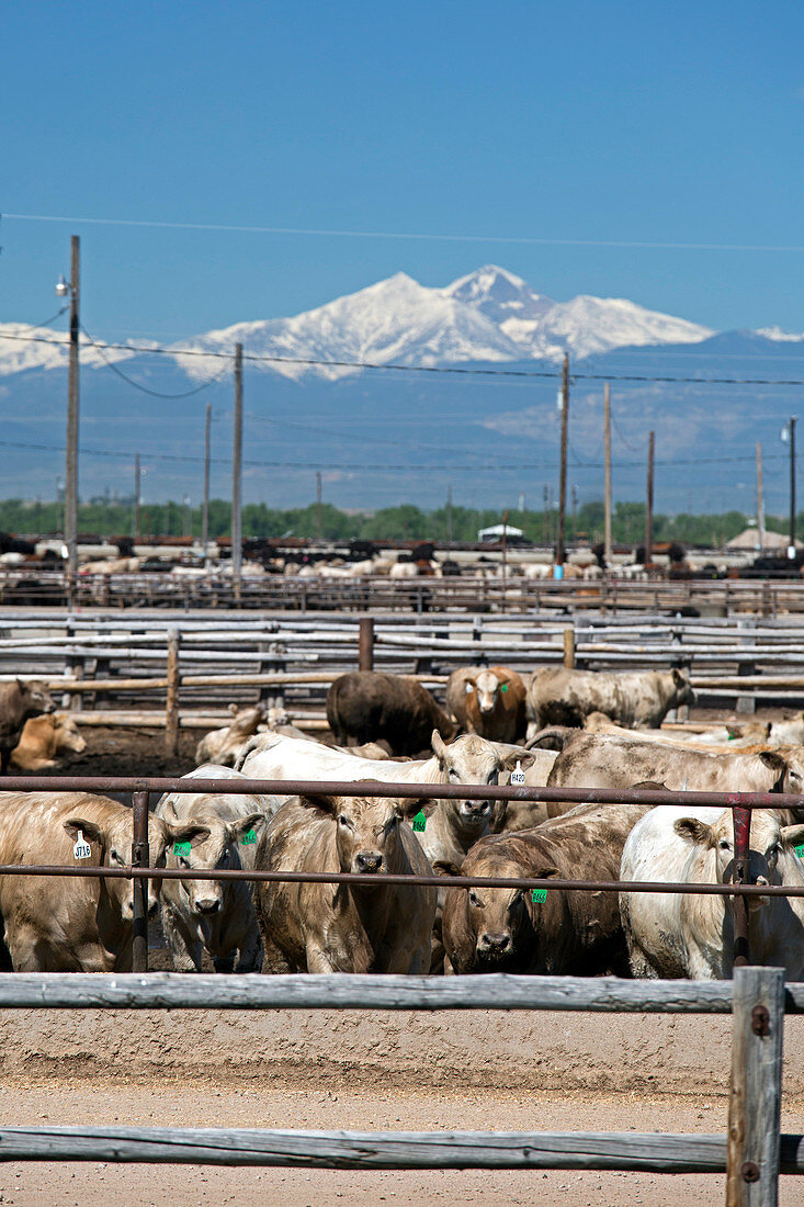 Feedlot cattle,USA