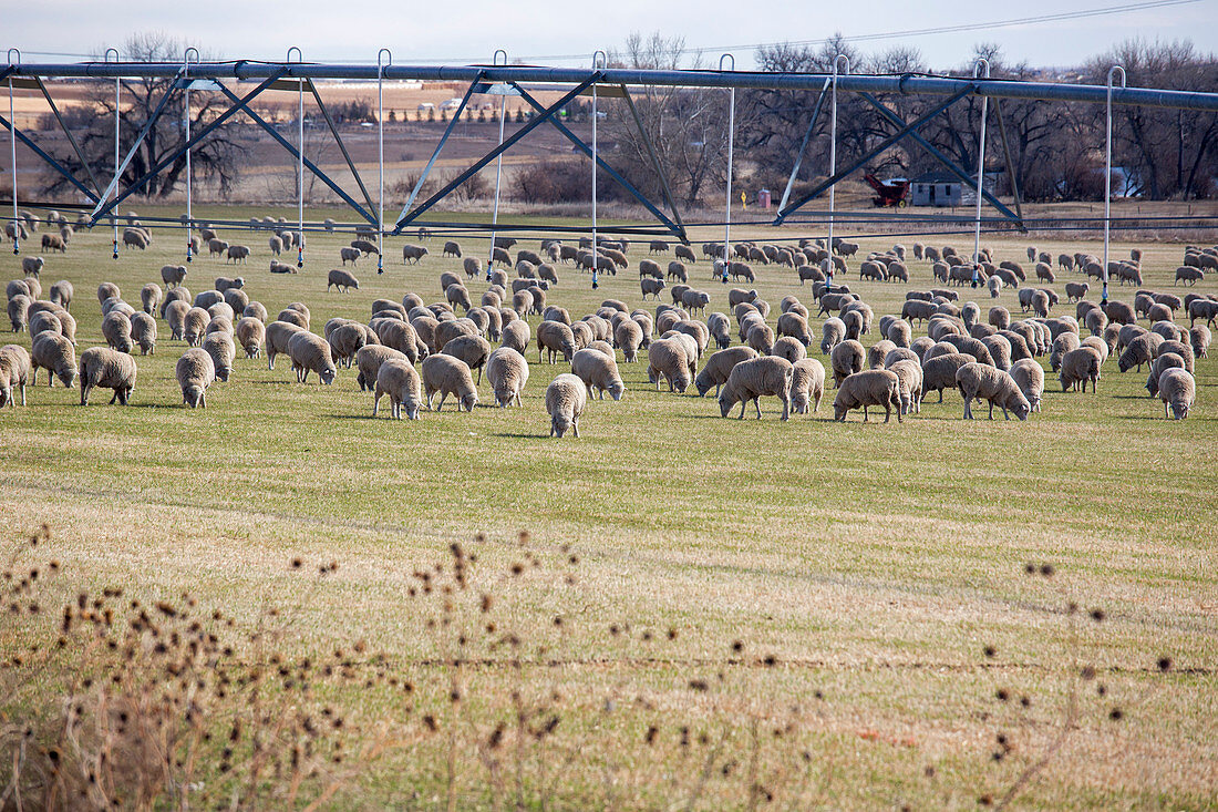 Sheep grazing under an irrigation boom
