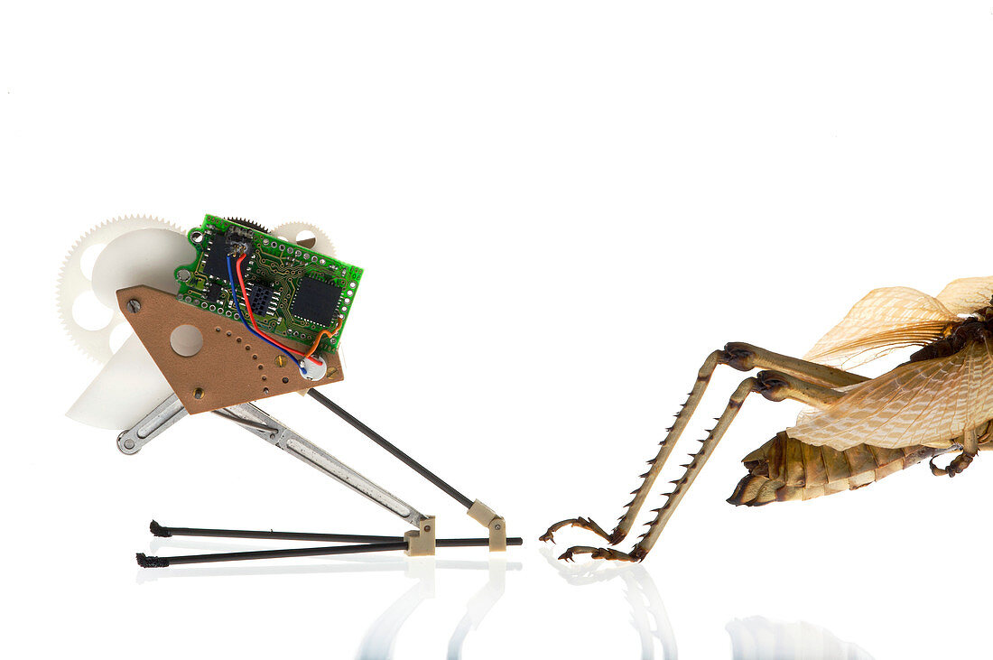 Locust jumping robot