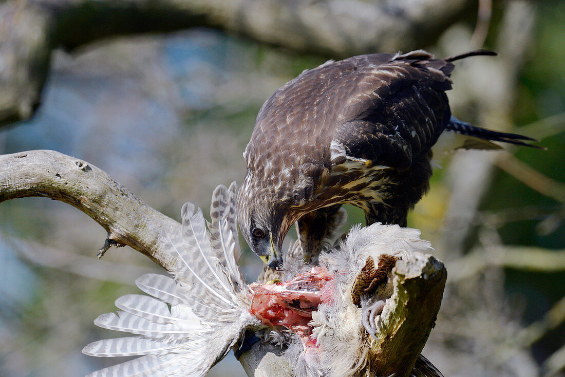 Buzzard preying on a bird carcass