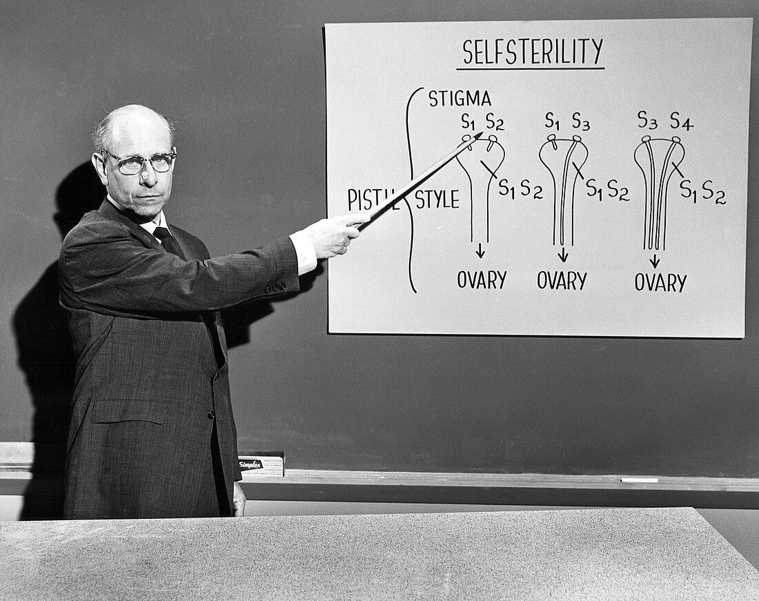 Stern lectures on self-sterility,1959
