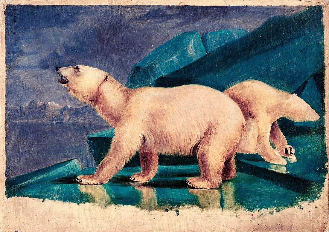 Polar bears,19th century