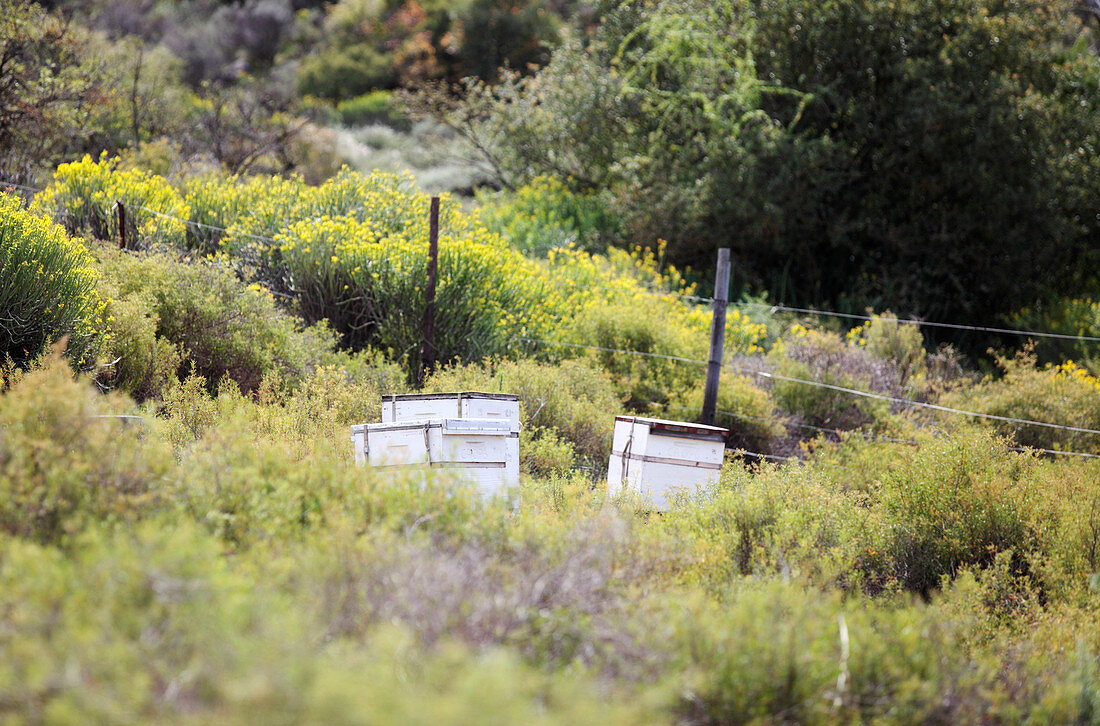Beehives in fynbos,South Africa