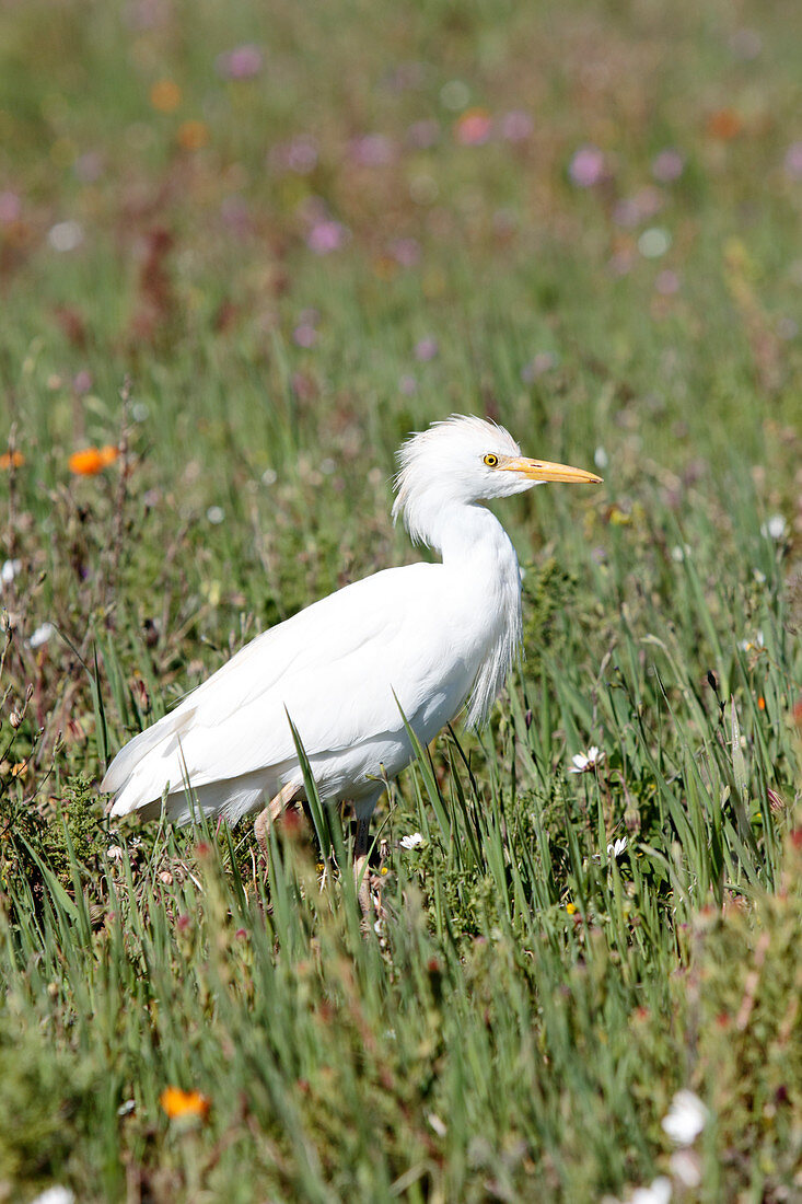 Cattle egret,South Africa