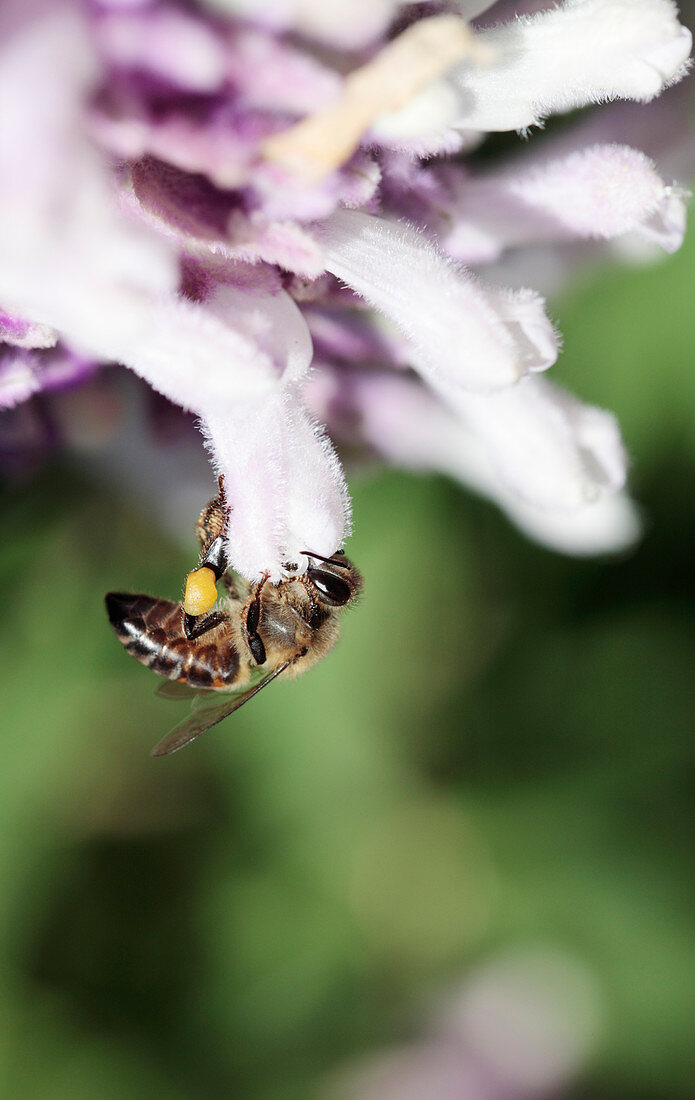 Cape honey bee on bush sage