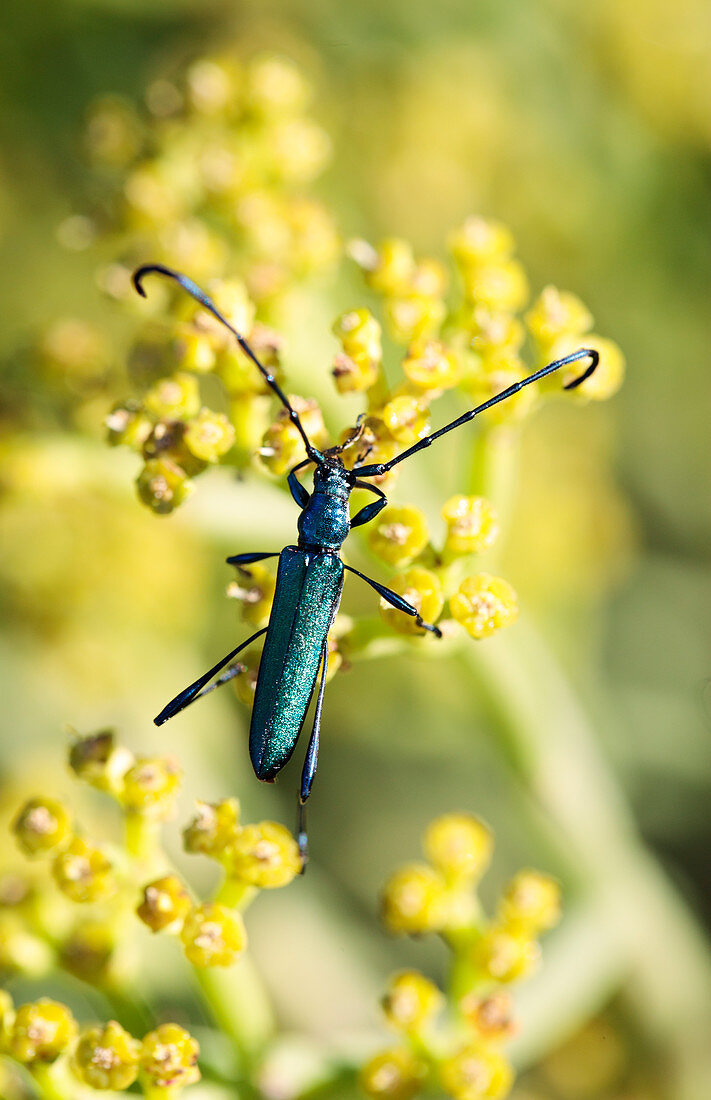 Common metallic longhorn beetle