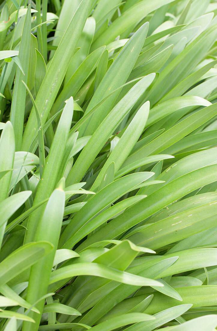 African lily (Agapanthus caulescens)