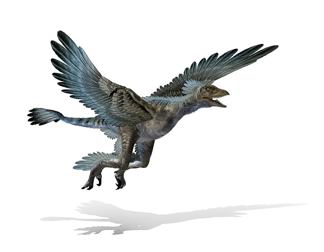 Microraptor dinosaur,illustration