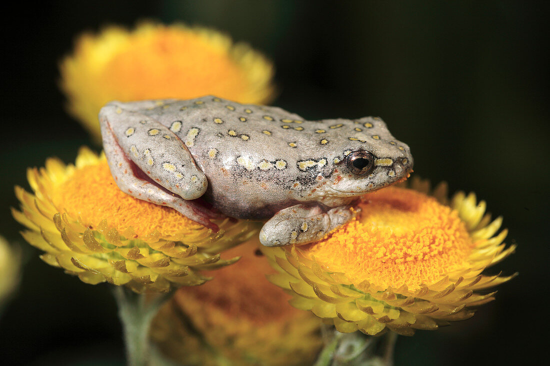 Marbled reed frog on everlasting flowers