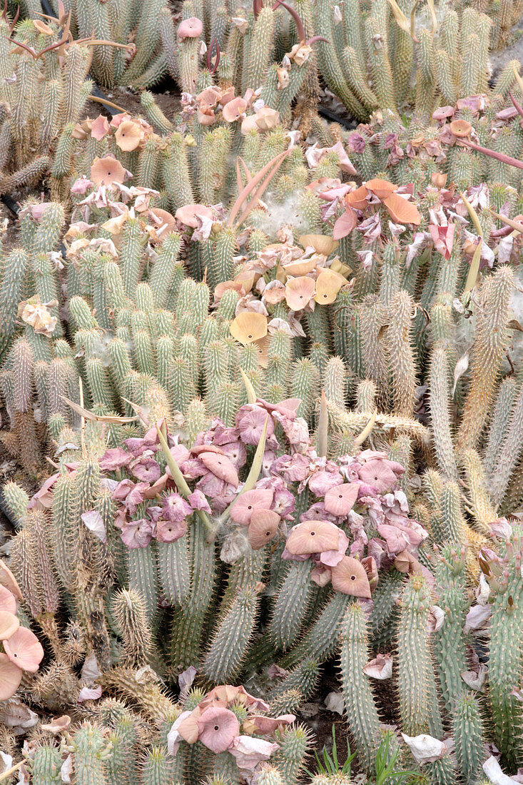 Hoodia gordonii in flower