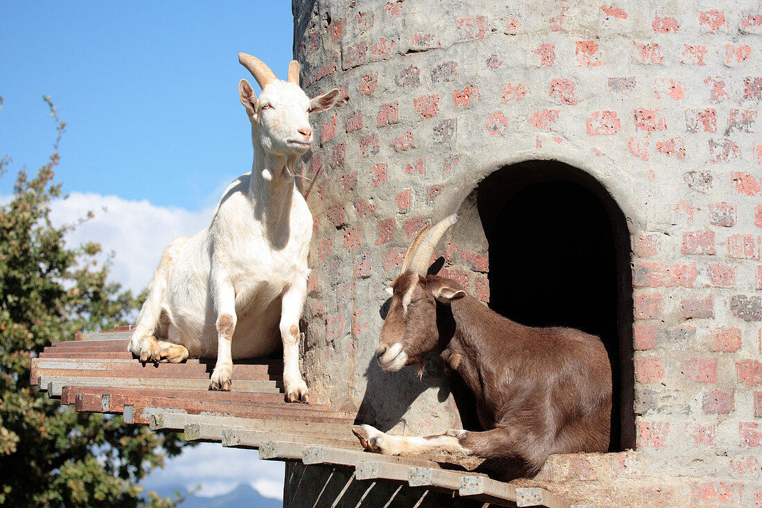 Goats in a tower