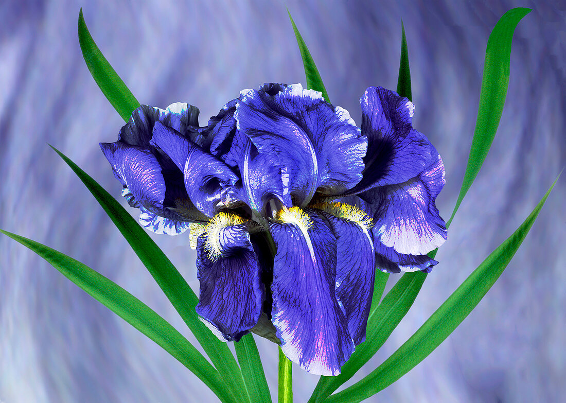 Iris pallida flowers
