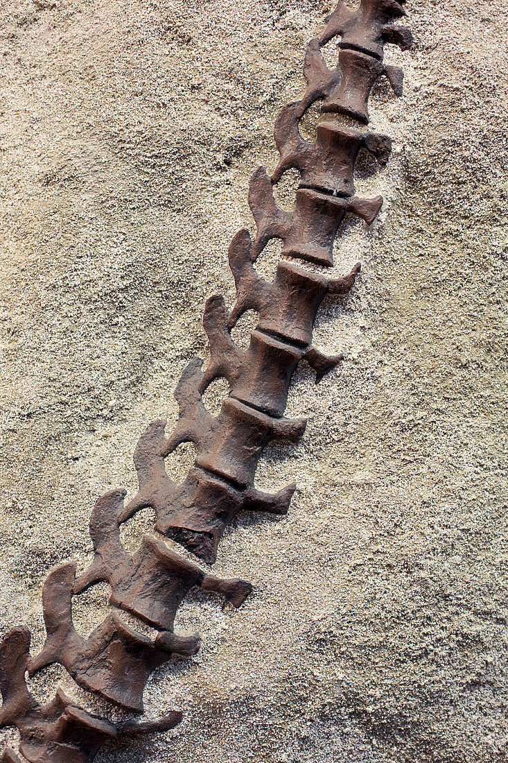 Camarasaurus dinosaur vertebrae