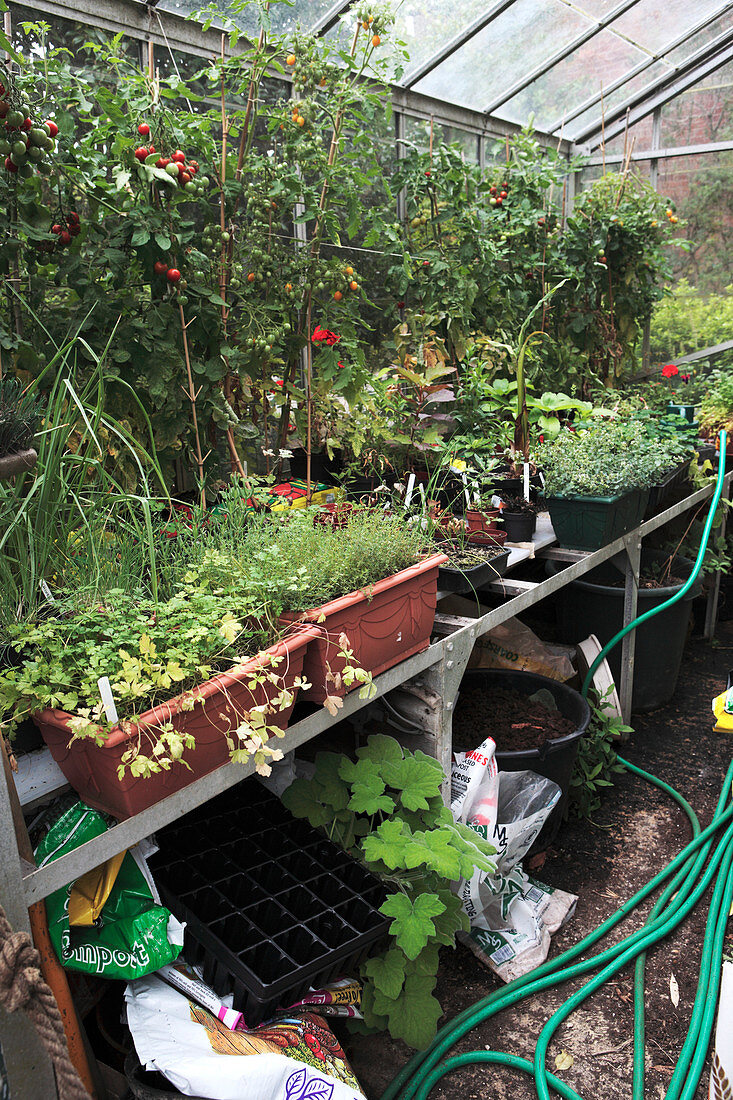 Plants growing in a garden greenhouse