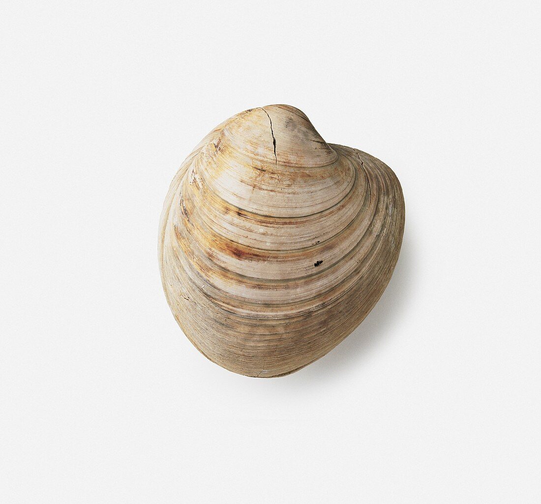 Iceland cockle