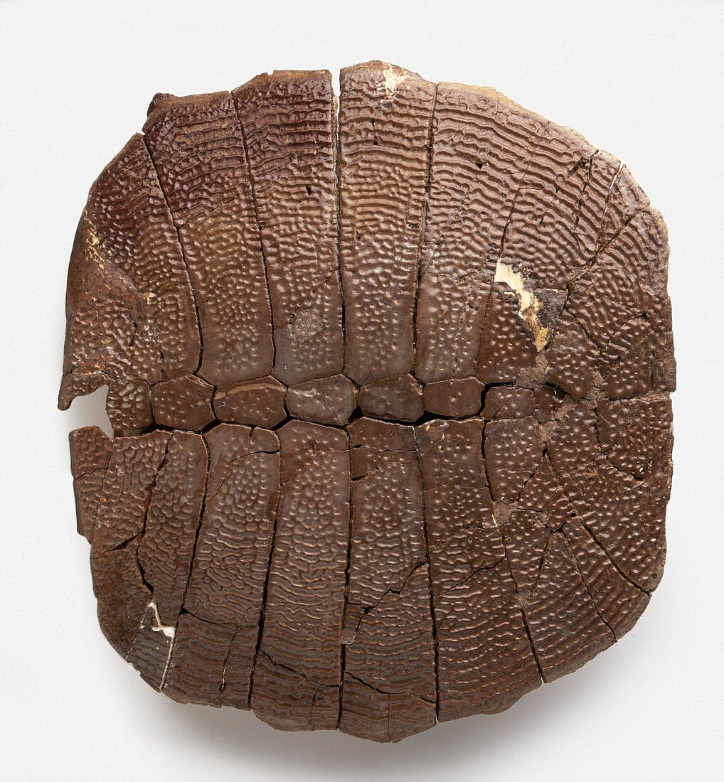 Fossilised remains of turtle shell