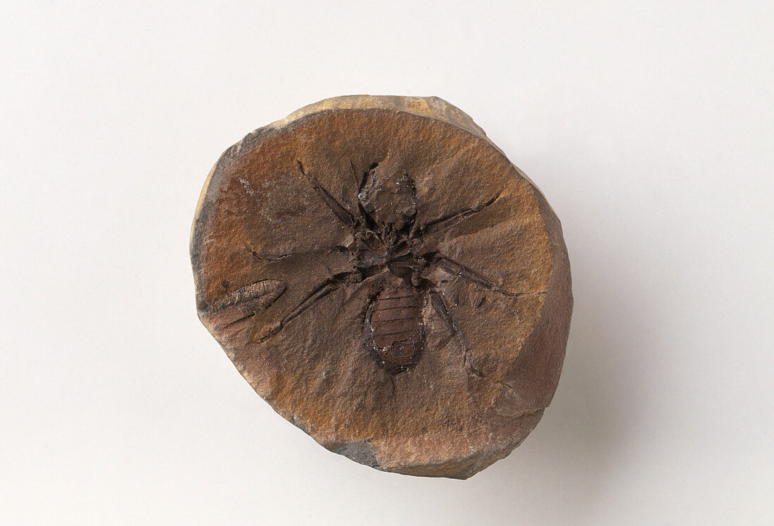 Graephonus invertebrate fossil