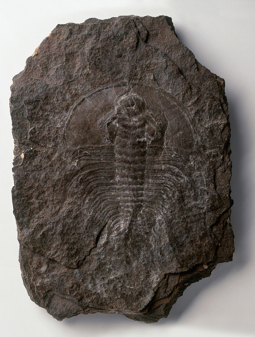 Olenellus fossil,a type of trilobite