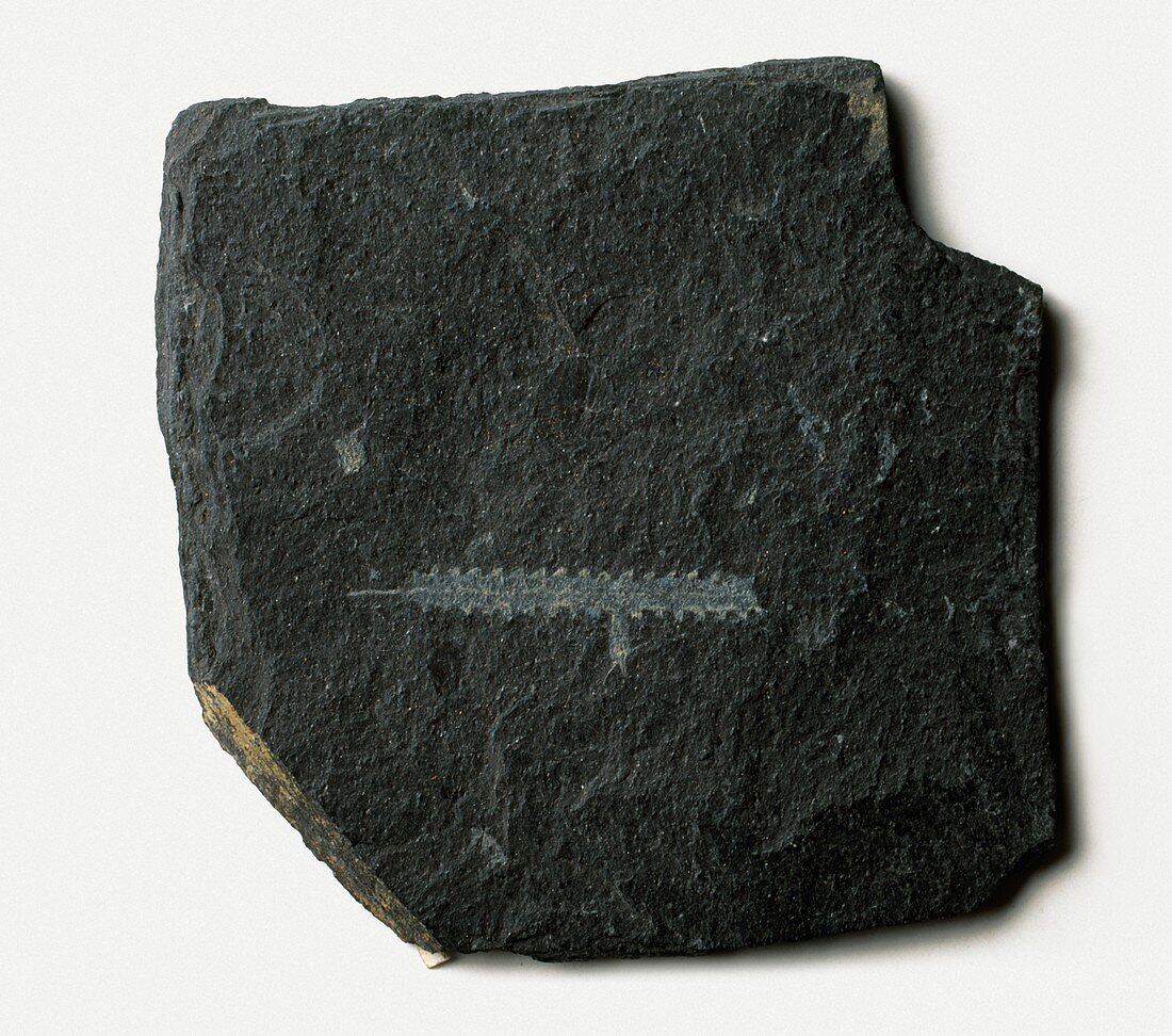 Orthograptus fossil