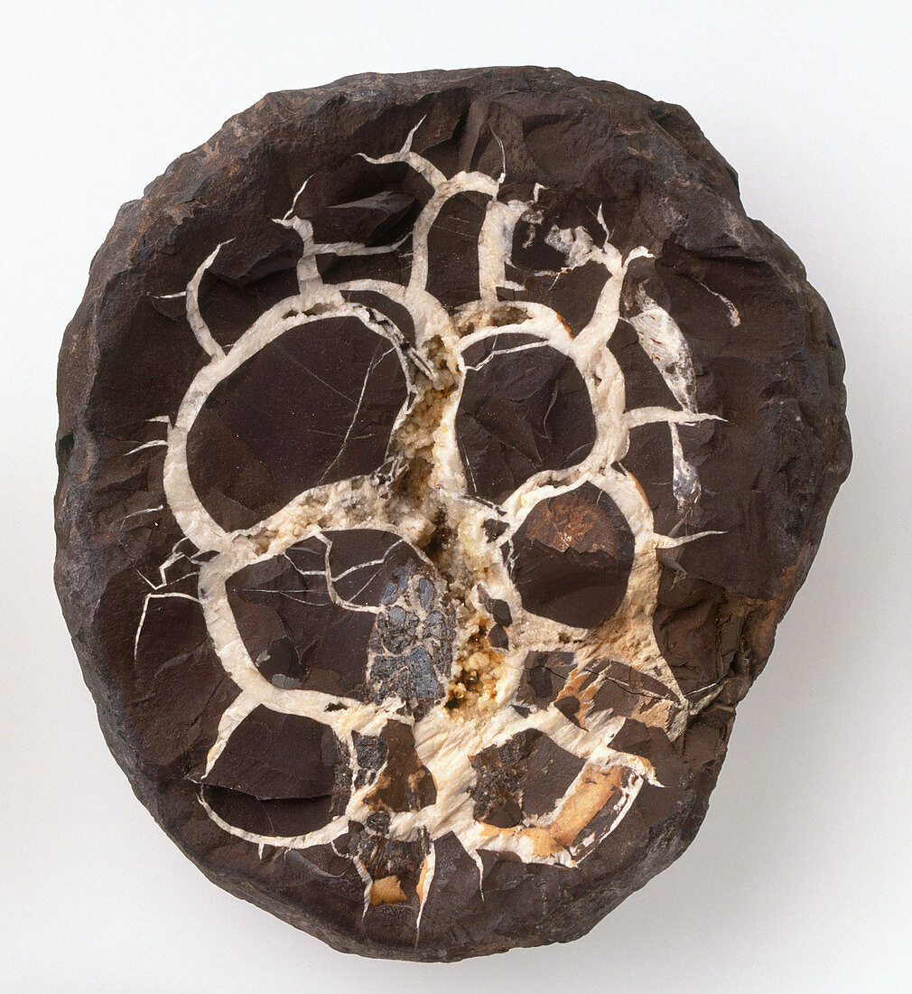 Septarian concretion in claystone