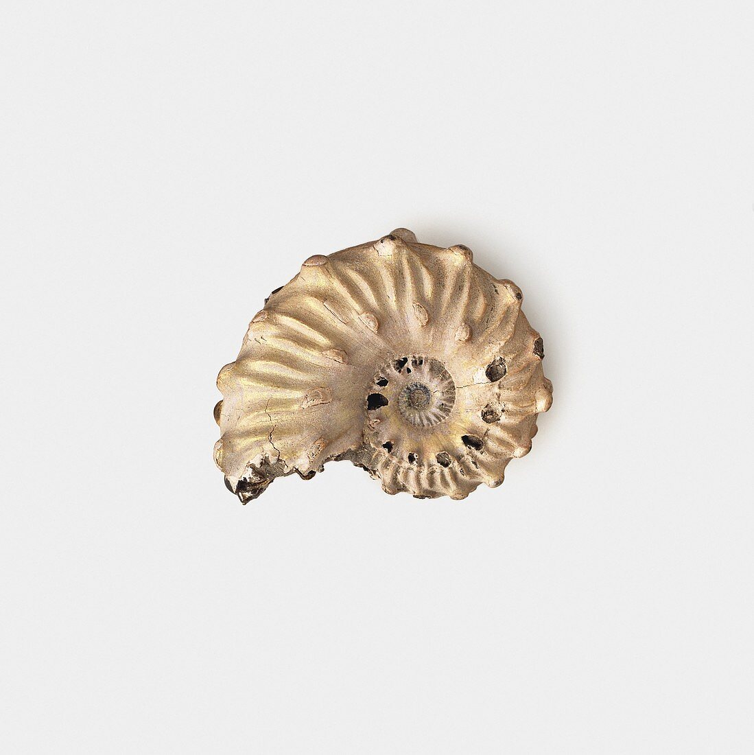 Ammonite shell fossilised in clay