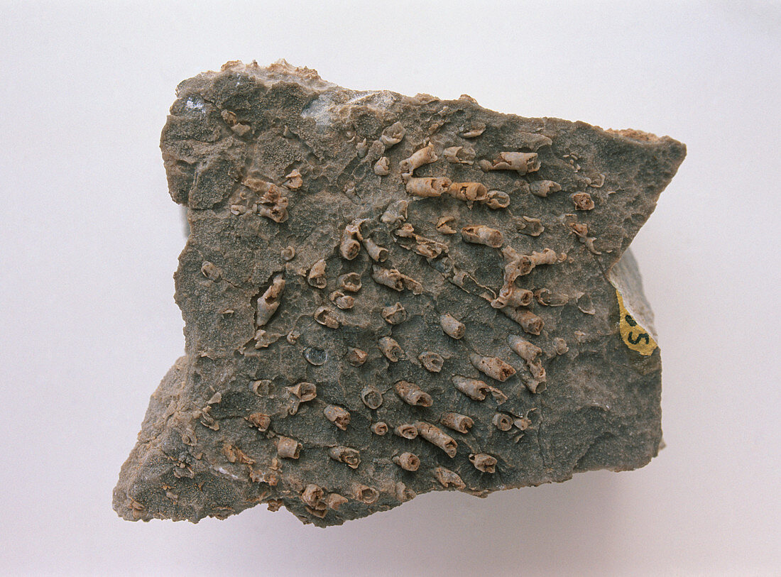 Fish plate fossils in Kaibab limestone
