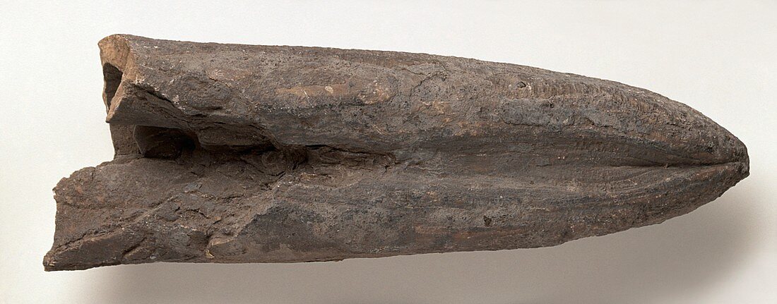 Belemnite shell fossilised in clay