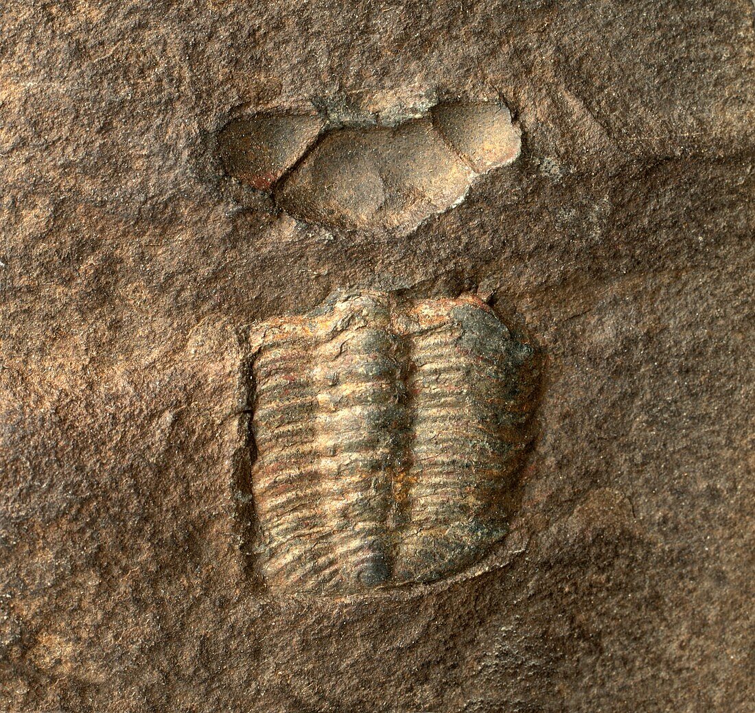 Trimerocephalus trilobite fossil