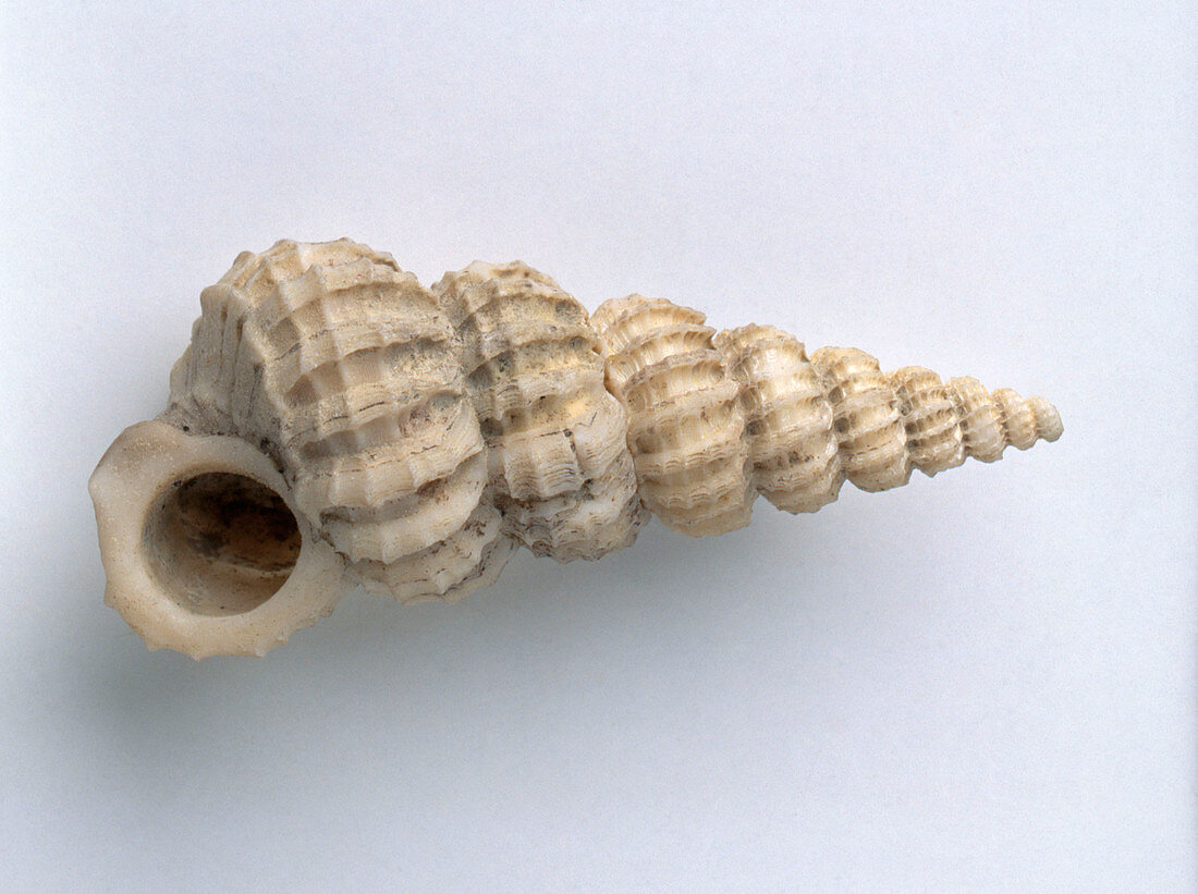 Wentletrap shell