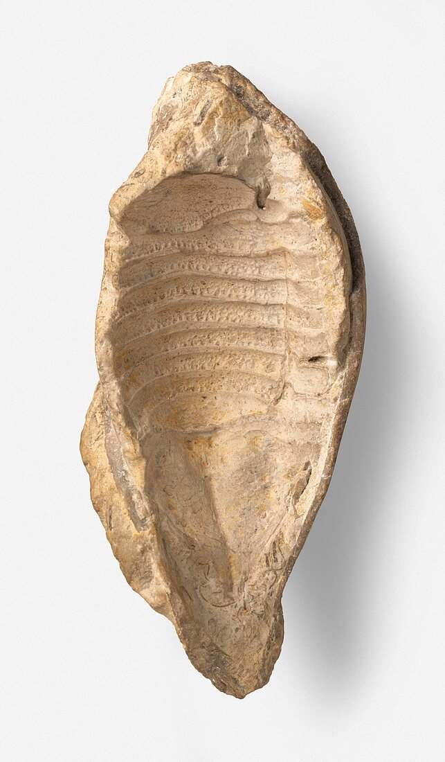 Fossilized Cyclosphaeroma shell
