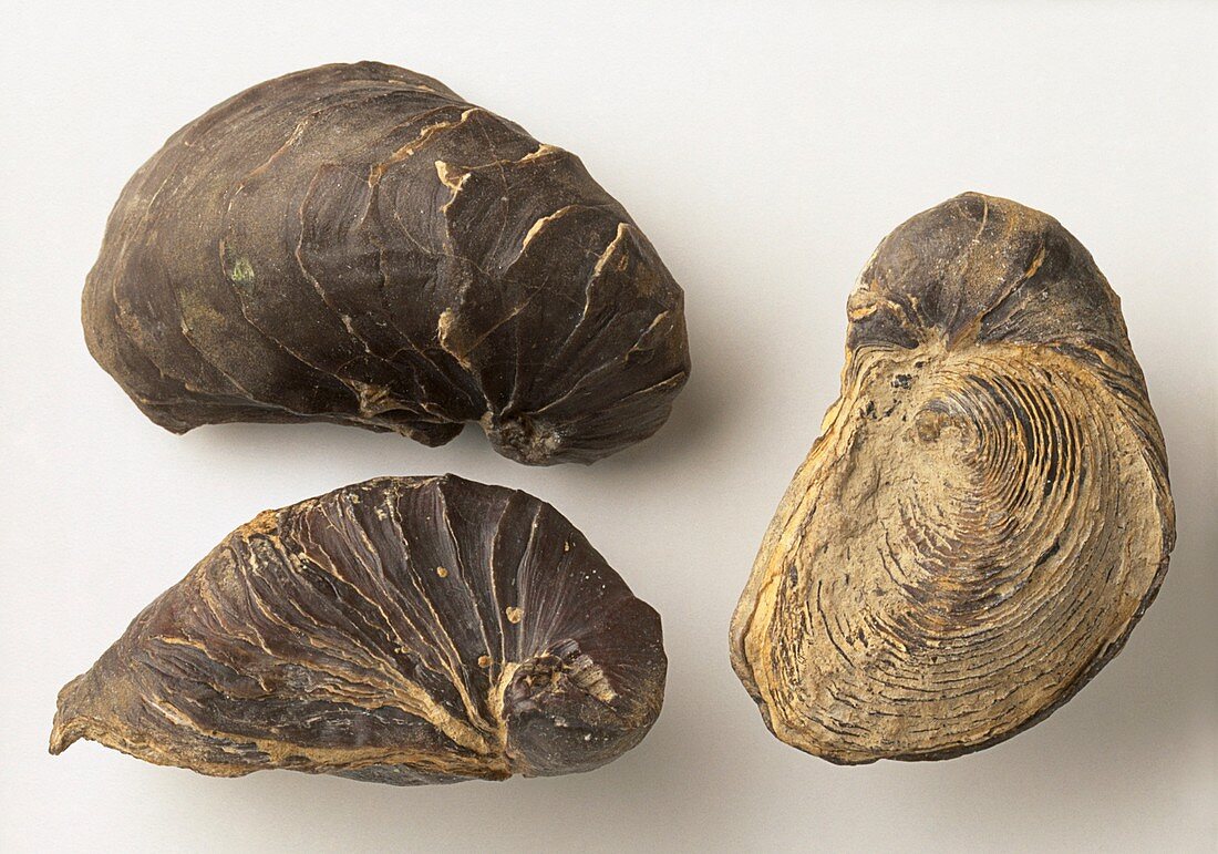 Fossilised Exogyra africana Oyster shells