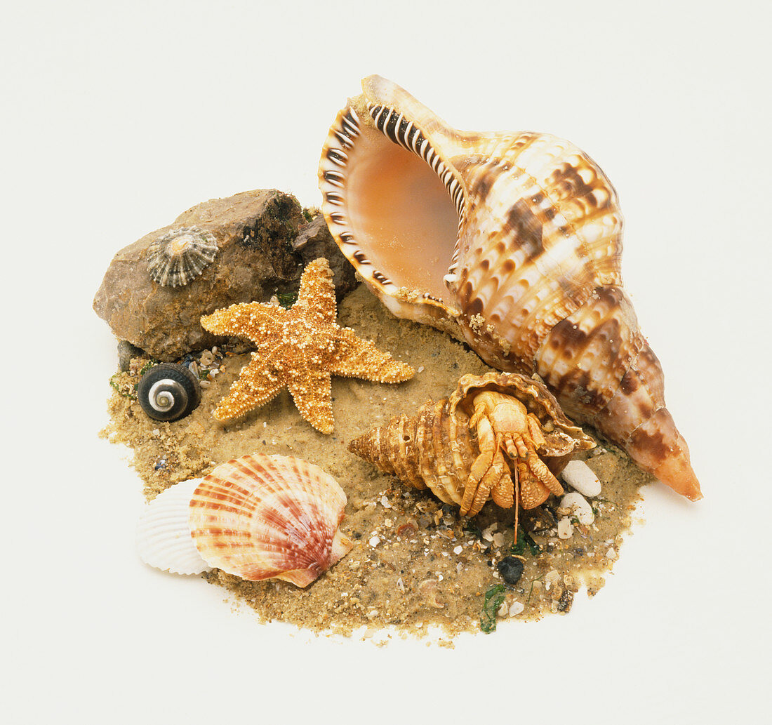 Shells and star fish with sand and rock