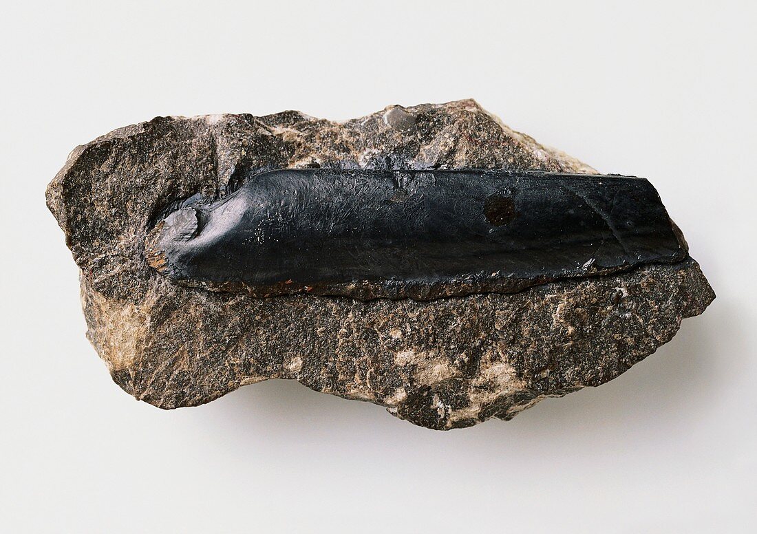 False razor shell fossilised in limestone