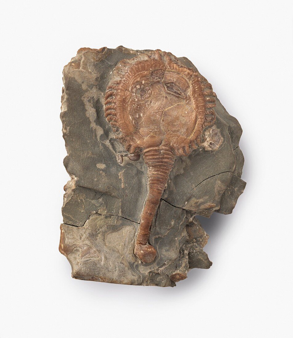 Cystoid fossilized in Wenlock limestone