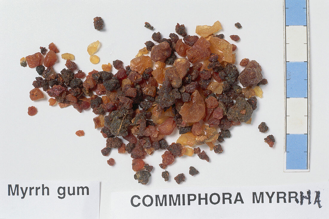 Commiphora myrrha,Myrrh Resin