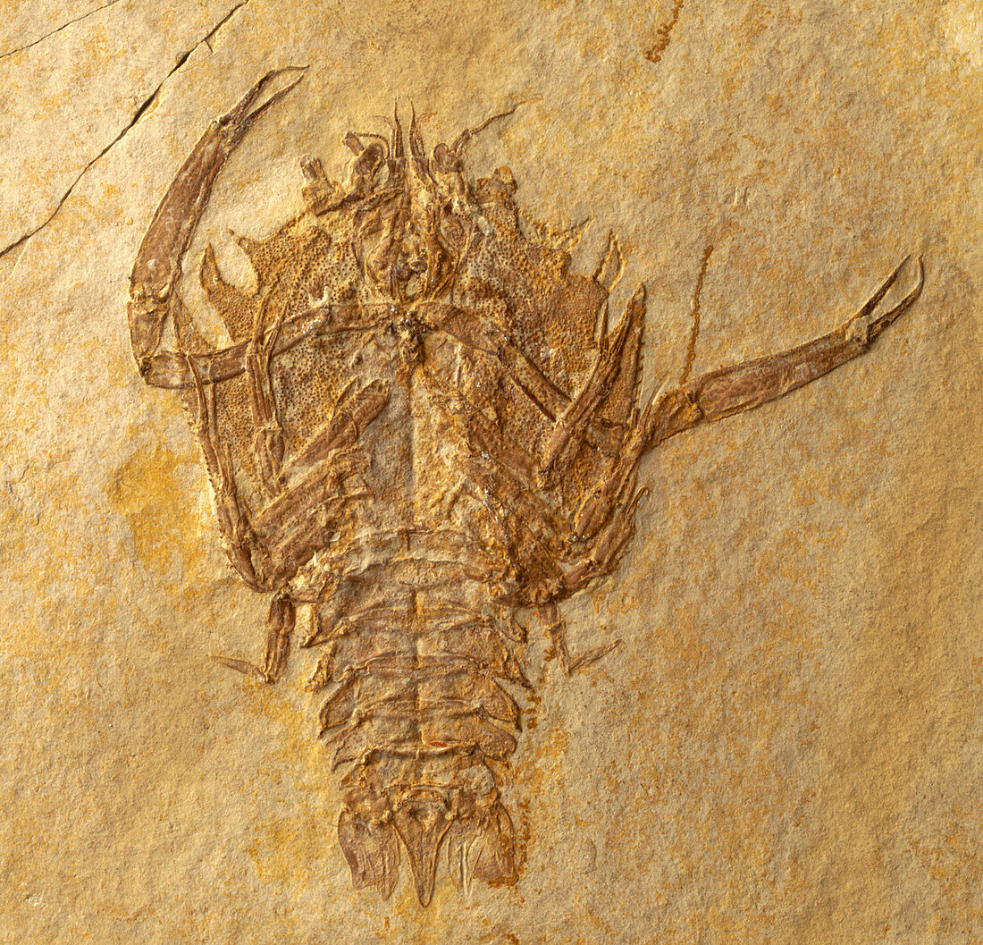 Eryon decapod crustacean fossil