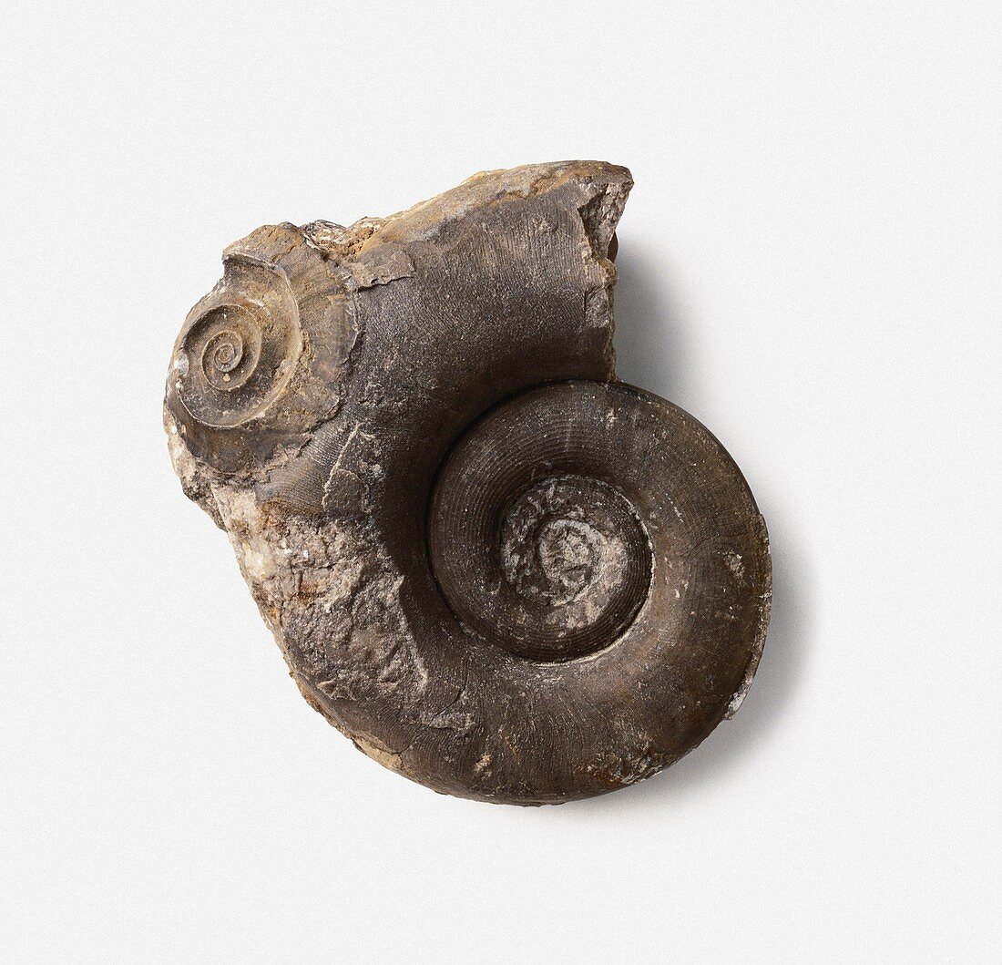 Discitoceras leveilleanum Nautiloid shell