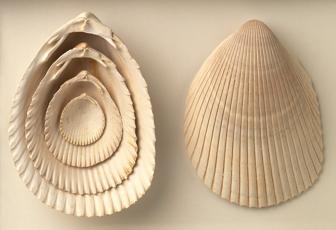 Acrosterigma dalli cockle shells