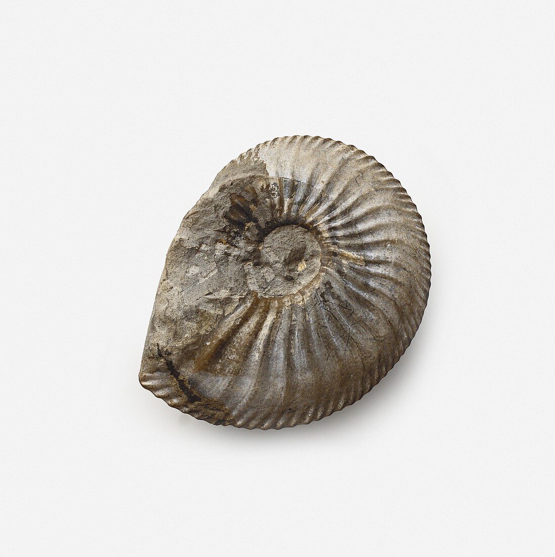 Amaltheus stokesi ammonite shell