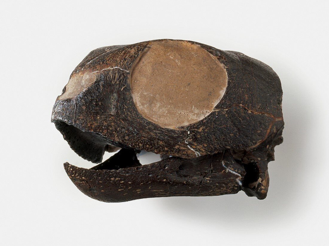 Marine turtle fossilised skull