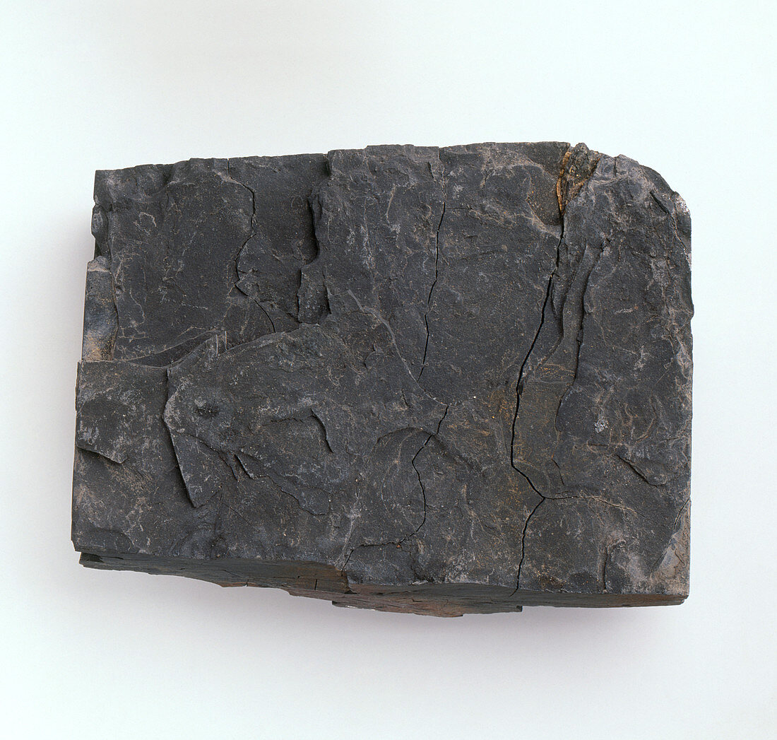 A piece of black shale,close-up